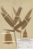 藏品(綠竹)的圖片